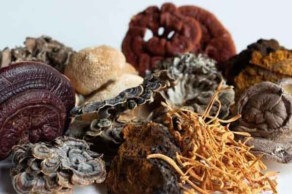 Variety assortment of organic medicinal mushrooms used in Daydream Organics Seven Mushroom Blend.