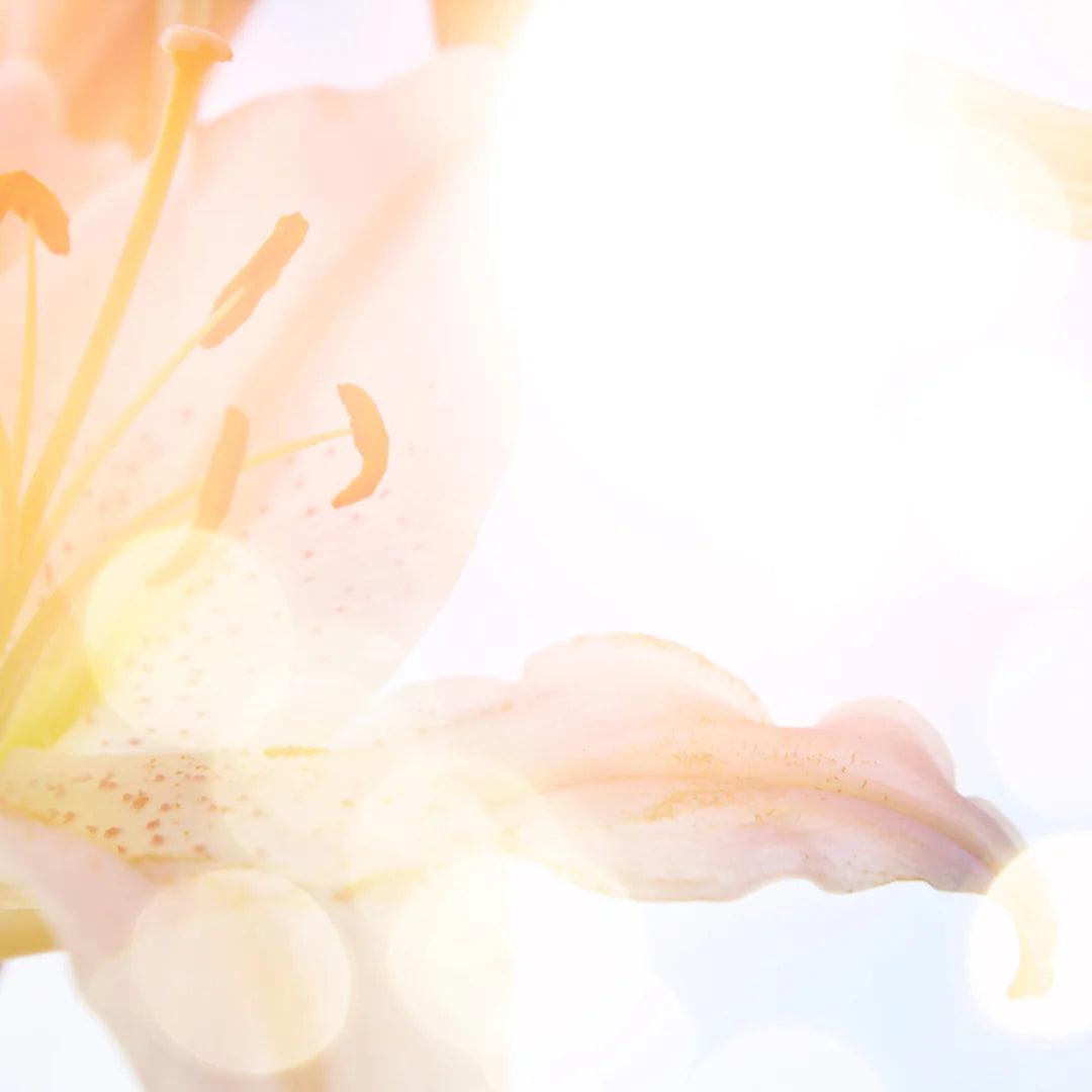 Soft-focus image of a blooming lily with dreamy light flares, representing the essence of Eternal Summer scent by Orchid & Ash.