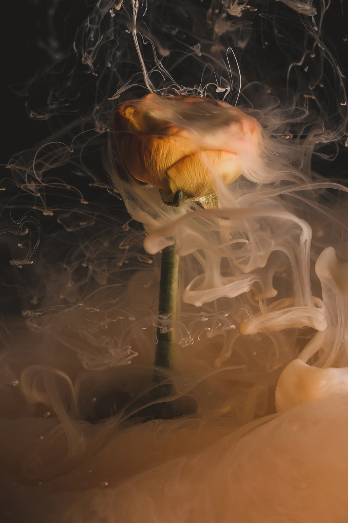 Moody artistic shot of a rose enveloped in swirling smoke, inspired by the essence of Orchid & Ash Hippie Soul candle.