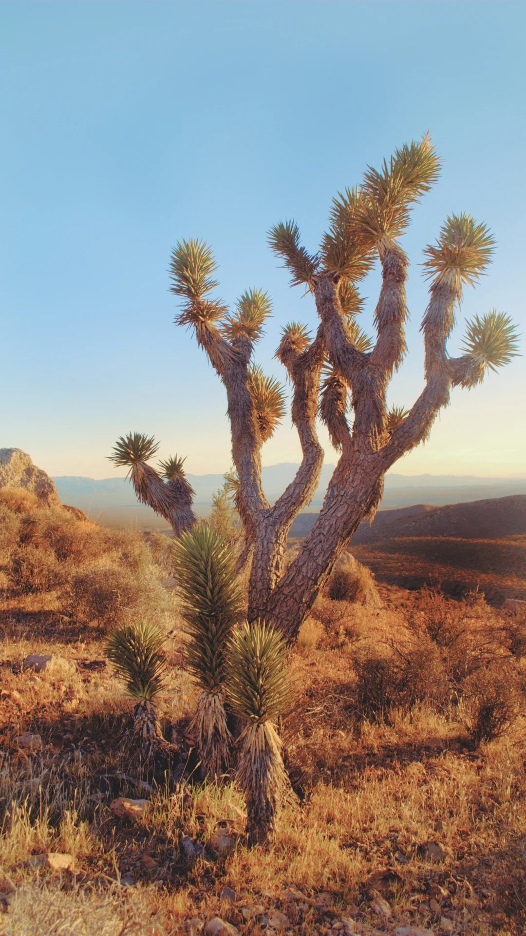 Scenic desert landscape featuring a Joshua Tree under clear blue skies.
