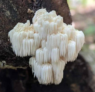 Lion’s Mane mushroom growing on a tree, highlighting natural source ingredients.