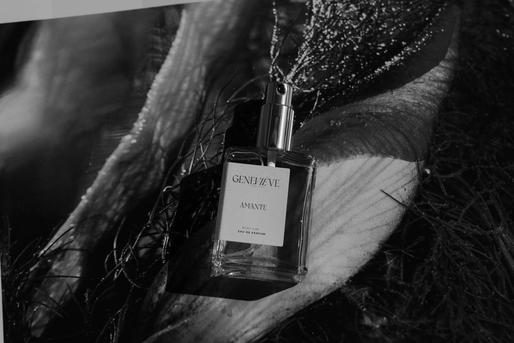 Genevieve Fragrances Amante perfume bottle against dark textured surface in black-and-white.