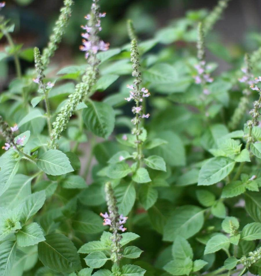 Daydream Organics Holy Basil Tulsi plant with green leaves and flowers.